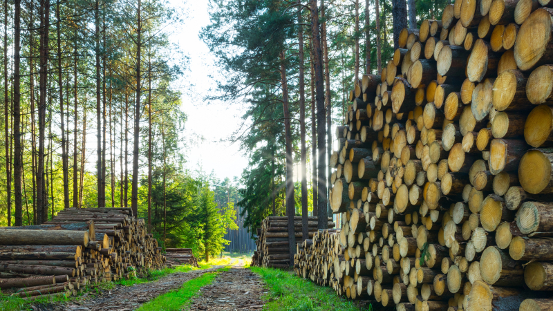 2 milijona evrov za mikro podjetja v lesarstvu